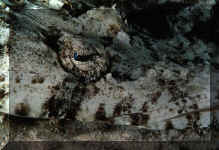 Poisson crocodile