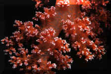 Corail mou