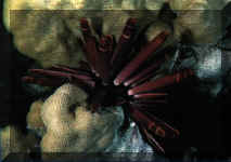 Oursin crayon