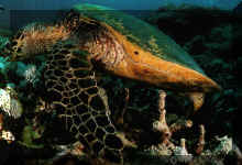 Tortue