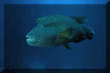 Poisson Napolon