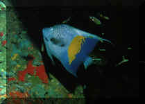 Poisson gographe