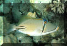 Poisson Picasso