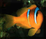 Poisson clown